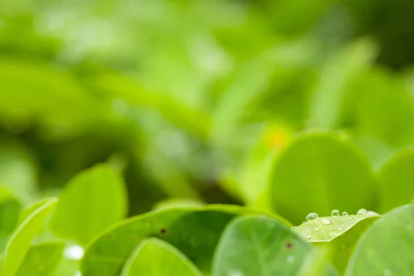 Hoja verde de cacahuete sobre fondo verde borroso con gotas de rocío. Primer plano, Copiar espacio para texto . — Foto de Stock