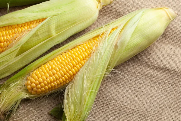 玉米，叶长在牛膝上 — 图库照片