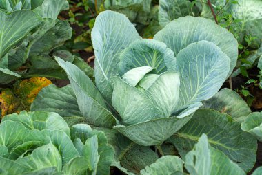 Bahçede yaprakları açık yeşil lahana.