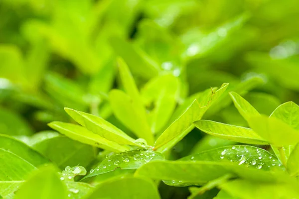 Hoja verde de cacahuete sobre fondo verde borroso con gotas de rocío. Primer plano, Copiar espacio para texto . — Foto de Stock