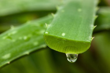 Aloe Vera kesilen yapraktan bir damla meyve suyu..