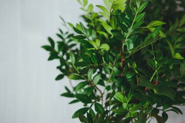 açık arkaplanda bir yeşillik dalı