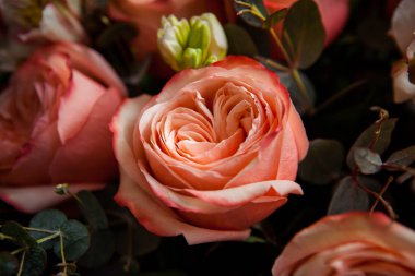 Karanlık bir ahşap arka planda Sevgililer Günü için harika pembe güller.