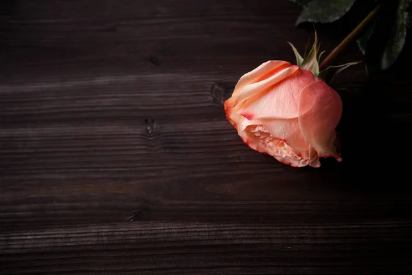 Uma Rosa Linda Rosa Para Dia Dos Namorados Fundo Madeira — Fotografia de Stock