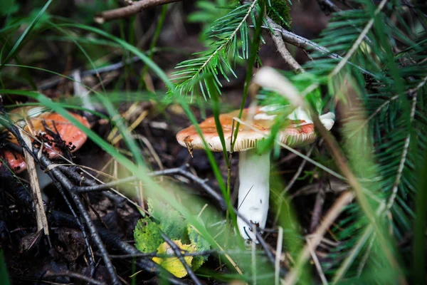 Fungo Nell Erba Una Foresta Inondata Sole — Foto Stock