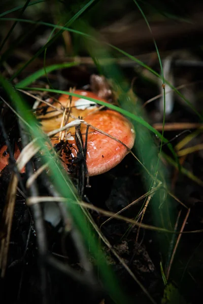 Fungo Nell Erba Una Foresta Inondata Sole — Foto Stock