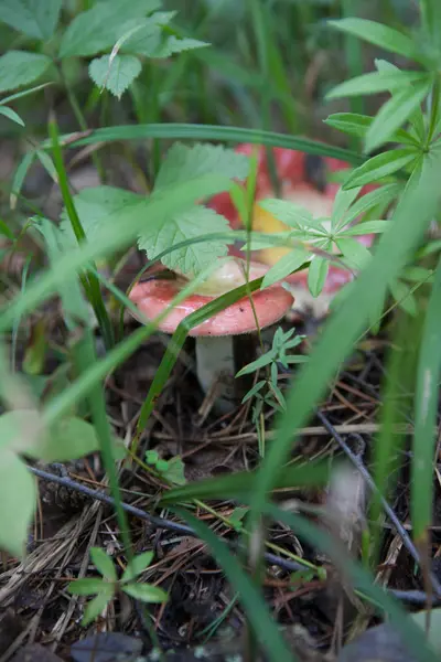 Cogumelo Grama Uma Floresta Encharcada Pelo Sol — Fotografia de Stock
