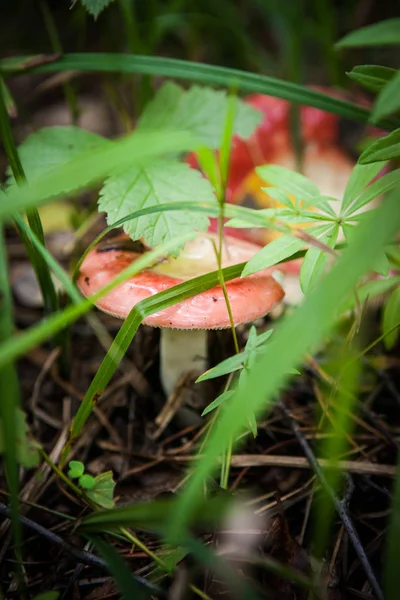 Champignon Dans Herbe Dans Une Forêt Ensoleillée — Photo
