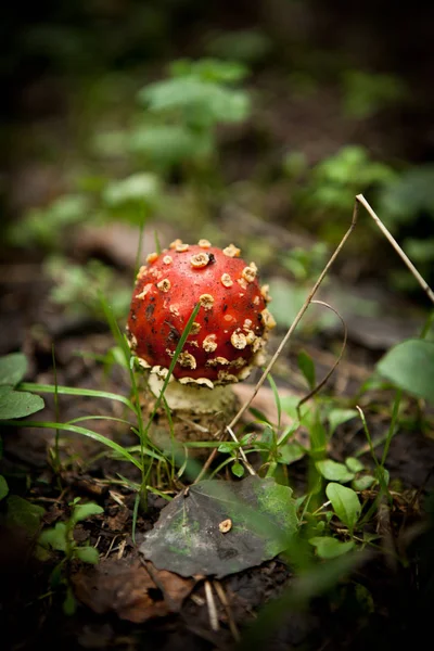 Cogumelo Grama Uma Floresta Encharcada Pelo Sol — Fotografia de Stock