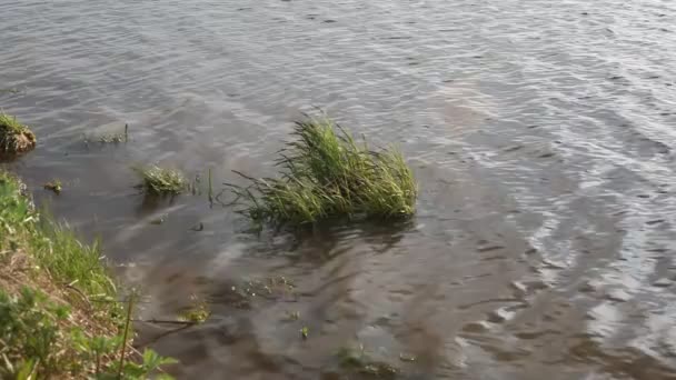 Zielona Trawa Jeziorze Faluje Światło Światło Świeci Falach Jeziora — Wideo stockowe