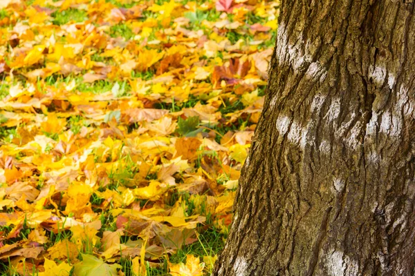 Sonbahar ormandaki düşen yapraklar