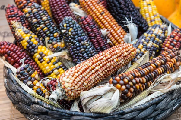 colorful Indian corn in a basket