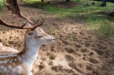 güzel alageyik açık havada