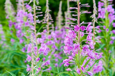çiçek açan sally çiçek alan. Mor Alp Fireweed.