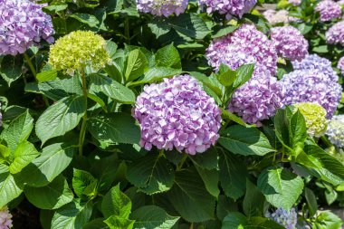 Bahçedeki mor ortanca çiçeği.