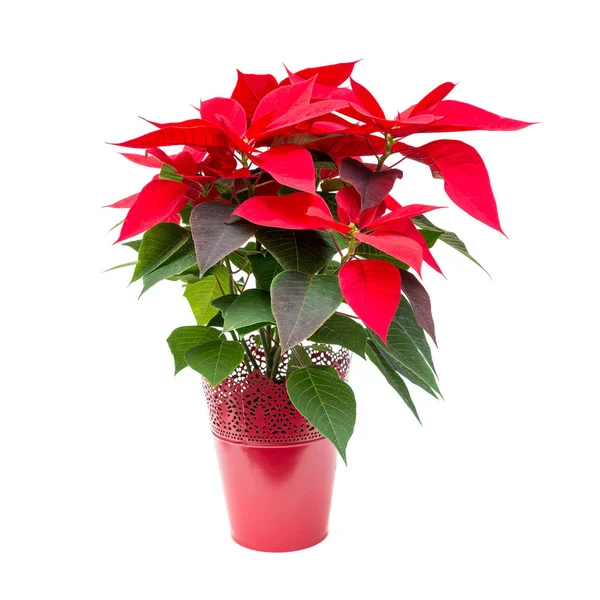 Christmas flower poinsettia in red flowerpot isolated on white background — Stock Photo, Image