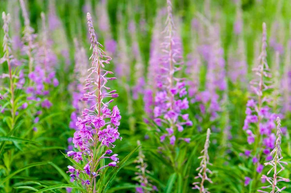 Campo de flores florecientes Sally. Purple Alpine Fireweed . — Foto de Stock