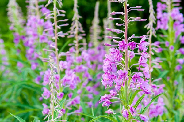 サリー花のフィールド。紫高山 Fireweed. — ストック写真