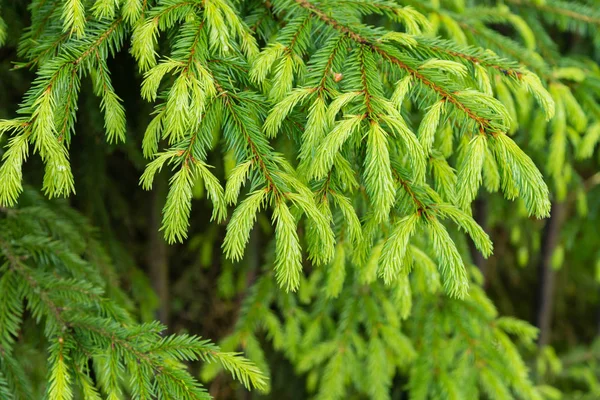 Naturlig bakgrund med ljusa fir grenar Royaltyfria Stockfoton