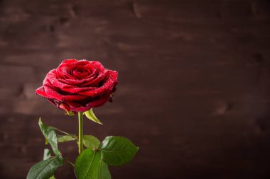 su koyu arka plan üzerinde kırmızı bir gül ile tomurcuğu damla