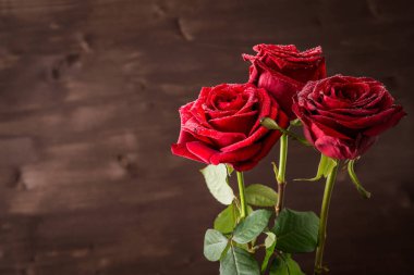 karanlık bir arka plan üzerinde Su damlacıkları ile üç kırmızı gül