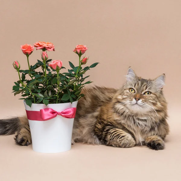 Krásná polodlouhosrstá kočka s růží v hrnci na béžové pozadí — Stock fotografie