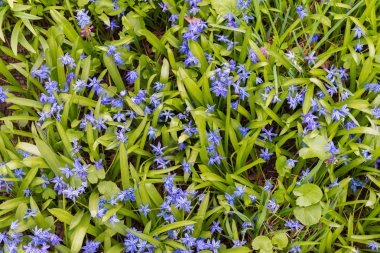 Scilla arka plan bahar çiçek açan çiçekler