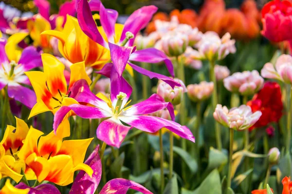 Свежие красочные тюльпаны весной — стоковое фото