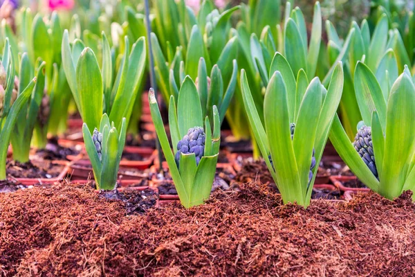 tencerede soğanı ile sümbül çiçek
