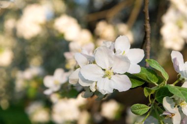 İlkbaharda çiçek açan elma ağacı dalları