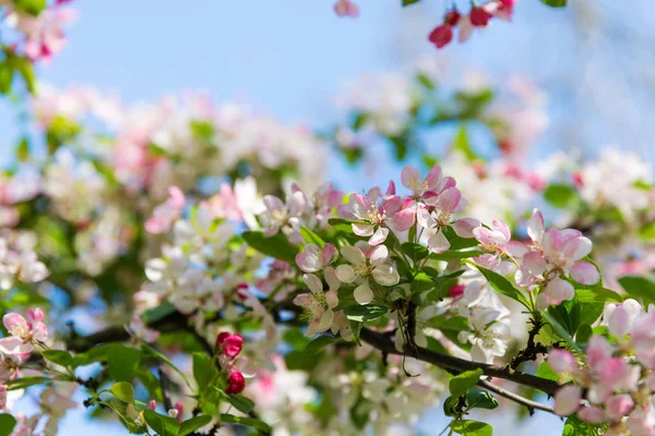 Rama del manzano floreciente en primavera — Foto de Stock