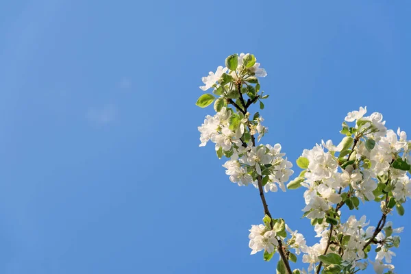 Rama de manzano en flor sobre fondo de cielo azul — Foto de Stock