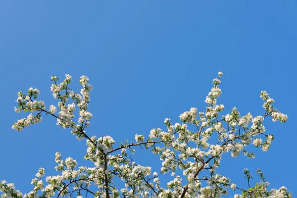 Rama de manzano en flor sobre fondo de cielo azul — Foto de Stock
