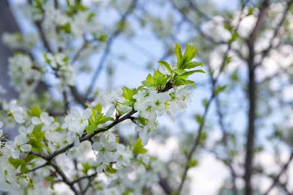 Rama de cerezo en flor en primavera — Foto de Stock