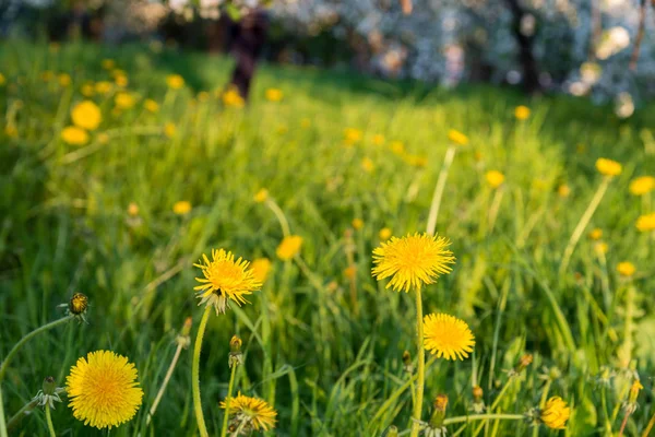 春の草原に黄色いタンポポ — ストック写真