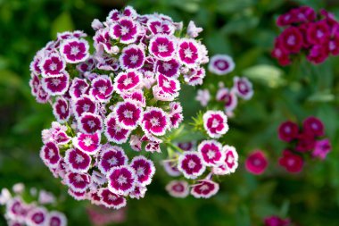 çiçek açan Dianthus barbatus, tatlı william çiçek