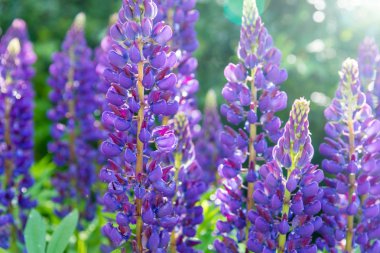 çiğ damlaları ile mor lupines bir güneşli yaz gününde çiçek