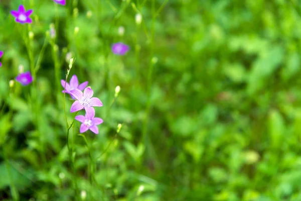 Цветущий цветок колокольчика (campanula flower) в поле в летний день — стоковое фото