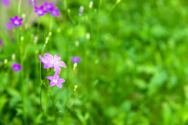 Цветущий цветок колокольчика (campanula flower) в поле в летний день — стоковое фото