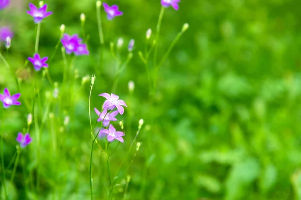 Fioritura fiore di campanula (fiore di campanula) nel campo il giorno d'estate — Foto Stock