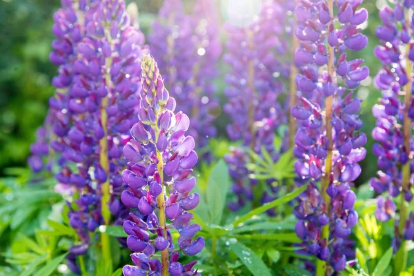 Altramuces púrpuras florecientes con gotas de rocío en un día soleado de verano — Foto de Stock