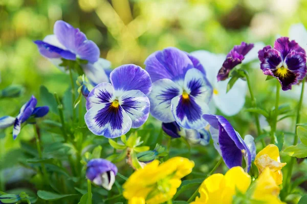 Blomstrende fargerike pinner i hagen – stockfoto