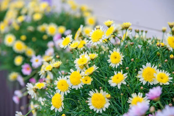 Margherite bianche gialle in giardino nella giornata di sole — Foto Stock