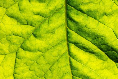 taze yaprak yeşil dokusu