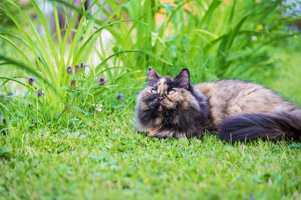 Schöne langhaarige Katze liegt auf grünem Gras — Stockfoto