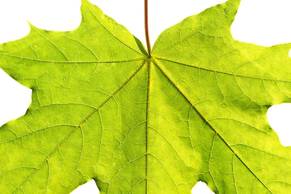 Close up of green fresh leaf isolated on white background — Stock Photo, Image