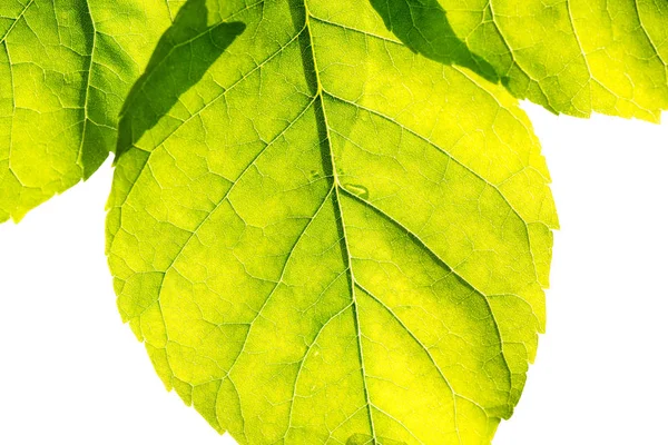 Green fresh leaf isolated on white background — Stock Photo, Image