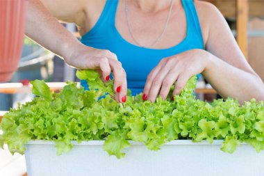 eller kadın yeşil salata malzeme çekme