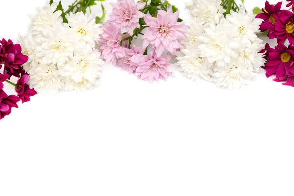 Цветной хризантем на белом фоне — стоковое фото