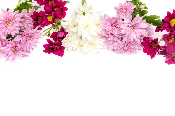 Цветной хризантем на белом фоне — стоковое фото